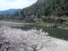 「桜が咲きました」