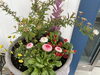 シェフの好きなお花たち「3月のお休みのお知らせ🌷」