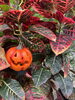 「TRICK or BLOOMフェア開催します🍄🎃🕸️ 江戸川区松島　新小岩　船堀」