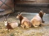 ウシ 年がやってきましたよ 愛媛県立とべ動物園のニュース まいぷれ 松山 伊予 東温 松前 砥部 ウシ 年がやってきましたよ 愛媛県立とべ動物園のニュース まいぷれ 松山 伊予 東温 松前 砥部