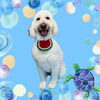 「Dog salon mofu mofu　余市町」