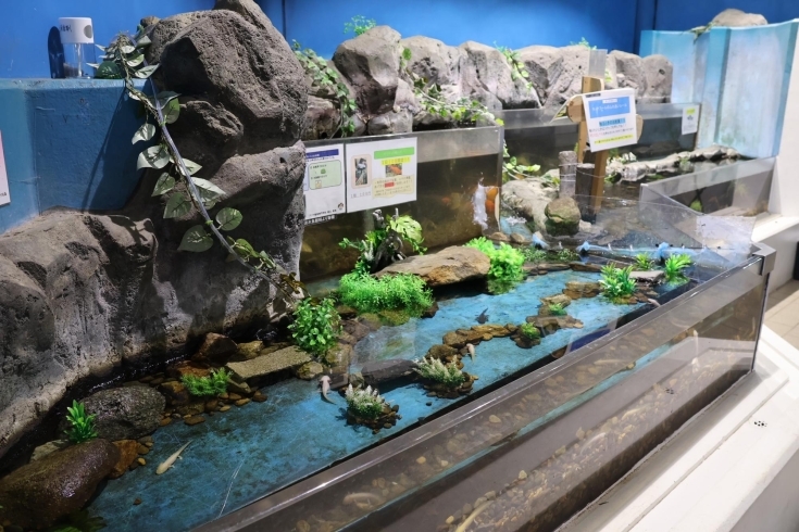 「週末は水族館のイベントに参加❣️かすみがうら市水族館は楽しく学べる体験スポットです♪」