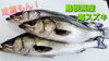 【定置もん】【島根県産海スズキ】「○本日のお刺身【定置もん】【島根県産ヒラマサ、海スズキ】」