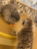 うさぎとミーアキャット⭐︎「－　小動物　－」