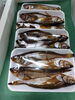 「📣本日のお魚情報🐟」