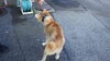 「【西条市周布344番地付近】迷い犬を保護しています！（※西部支所・西条西警察署近辺）」