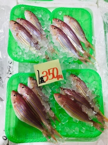 魚魚市場鮮魚コーナーおすすめは チコ鯛 イトヨリ です 魚魚の宿のニュース まいぷれ 佐世保