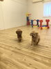 追いかけっこ中「ましゅまろ幼稚園　^o^」