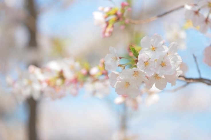 「【まいぷれ🌸さくら通信🌸vol.2】編集部前の桜の様子」