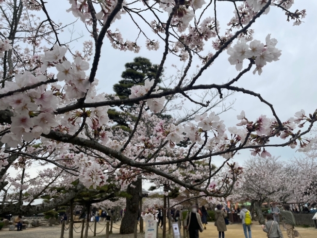松山城の桜「桜の季節ですね！ まいぷれ松山編集部が桜の開花状況をお伝えします♪お花見に出かけませんか！」