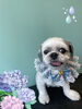 「Dog salon mofu mofu　余市町」