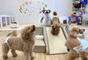 登ったり降りたり☺️楽し〜い「ましゅまろ幼稚園🐾」