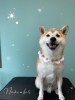 「お友達♡ Dog salon mofu mofu 余市町」