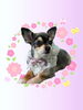 「Dog salon mofu mofu　余市町」