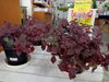 「南魚沼の花屋、フローリストたかの。今の季節におすすめのお花！」