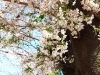 市役所裏「しろいのサクラ🌸なう！「パート4」」