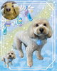 「Dog salon mofu mofu　余市町」
