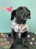 「Dog salon mofu mofu　余市町」