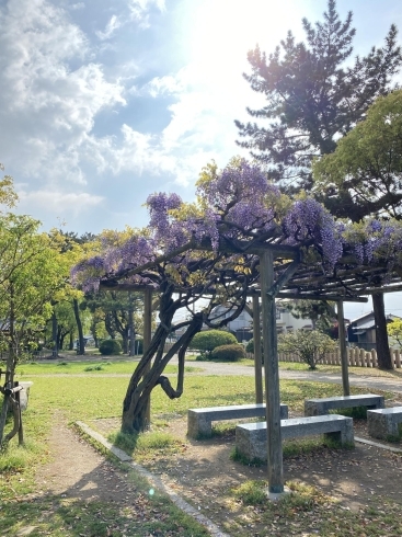 今年は藤の花までか例年より早いです。「コロナのトンネルの出口は近いと信じたい❣️」