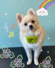 「可愛い子ちゃん♡ Dog salon mofu mofu 余市町」