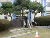 「冬囲いの準備」
