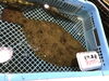 「魚魚市場鮮魚コーナーおすすめは「チカメキントキ」です♪」