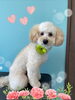 「可愛い子ちゃん♡ Dog salon mofu mofu 余市町」