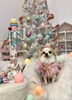 ななちゃん「Merry Xmas 🎄」
