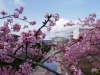 淀水路の桜