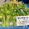 「地元『木曽駒高原産とうもろこし』が入荷がはじまりました！道の駅木曽福島」