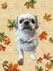 「Dog salon mofu mofu　余市町」