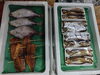 「📣本日のお魚情報🐟」