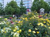 優雅に咲き誇る豊かな薔薇たち「横浜山下公園♬春バラと紫陽花をワンちゃんとお散歩U*^_^*U」