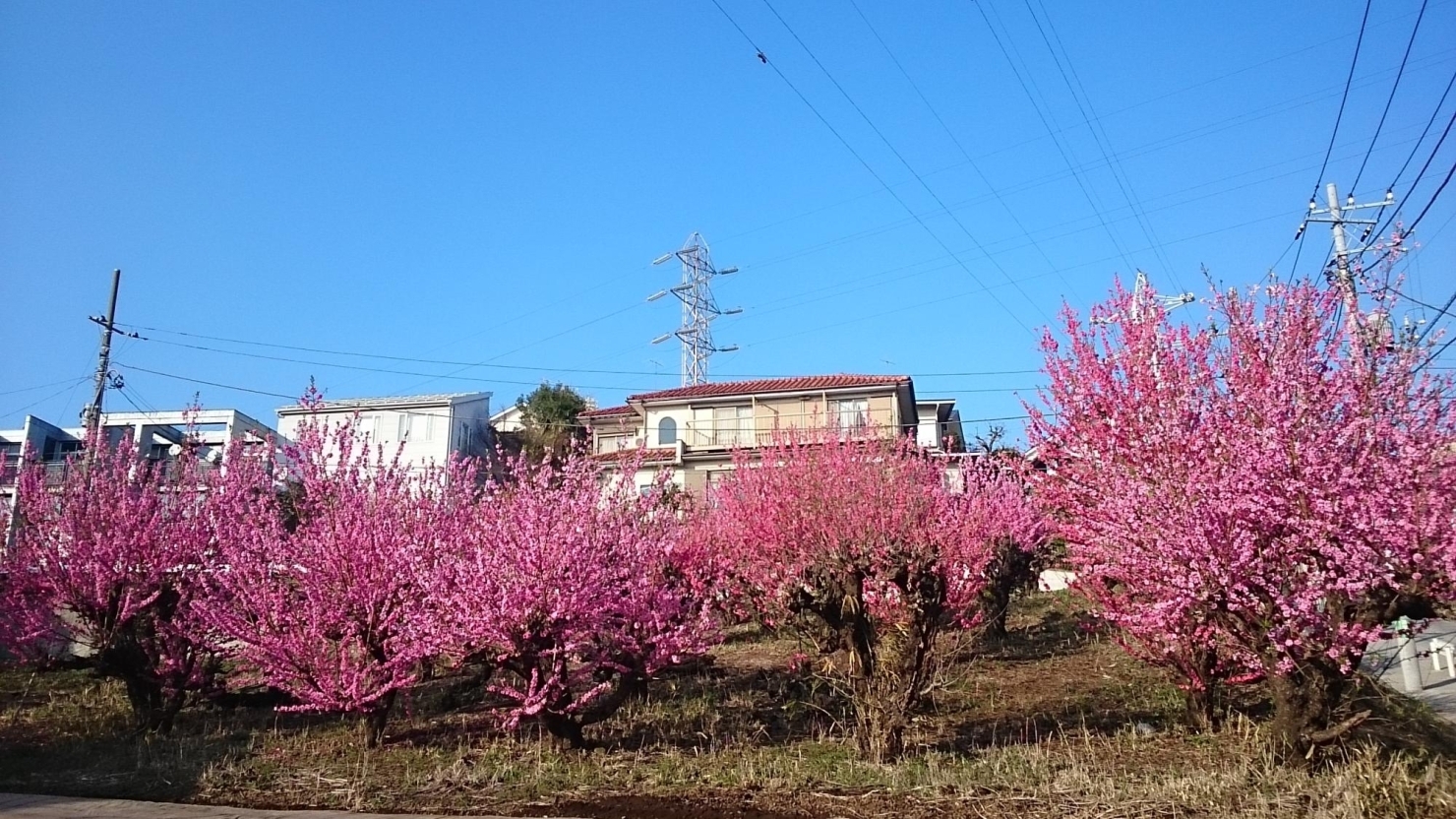 宮崎台で花ももが見頃です ぐるっとみやまえ 宮前区民が 宮前区の魅力的な情報を紹介 宮前ぽーたろう 川崎市宮前区 宮崎台で花ももが見頃です ぐるっとみやまえ 宮前区民が 宮前区の魅力的な情報を紹介 宮前ぽーたろう 川崎市宮前区