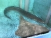 「魚魚市場鮮魚コーナーおすすめは「大鯛」です♪」