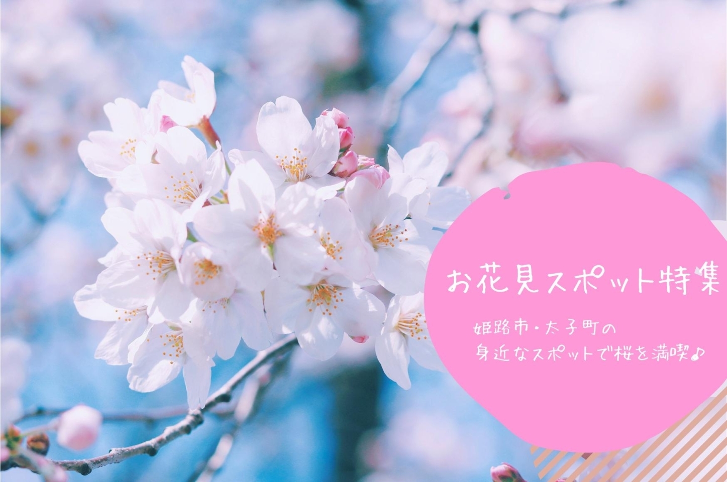 姫路のお花見おすすめスポット特集 桜が綺麗な花見スポットをご紹介 まいぷれ 姫路 姫路のお花見おすすめスポット特集 桜が綺麗な花見スポットをご紹介 まいぷれ 姫路