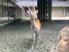 フク♂(1歳)「フクの一本角」