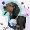 「Dog salon mofu mofu　余市町」
