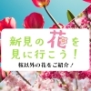 桜以外もある！！新見の花々2025