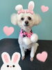 「お友達♡ Dog salon mofu mofu 余市町」