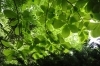 ❹ホオノキの葉（撮影：編集部）「北大植物園でツツジを見てきました（宮部金吾記念館と札幌最古のライラックも！）」