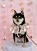 ニコちゃん「ピンクバレンタイン💕」