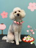 「Dog salon mofu mofu 余市町」