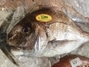 「魚魚市場鮮魚コーナーおすすめは「ギンガメアジ」です♪」