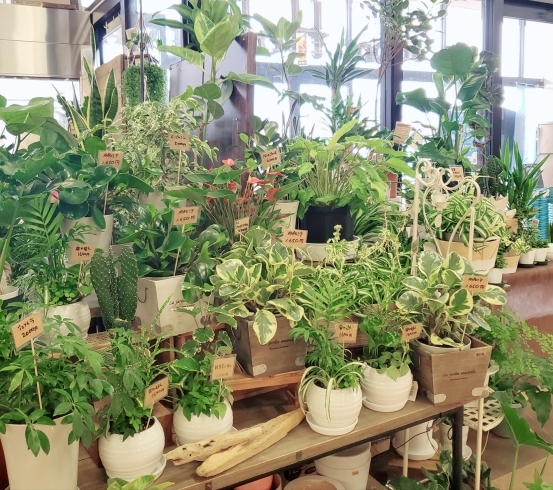 「【はなやホック皆生店】観葉植物入荷しました」