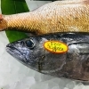 「魚魚市場鮮魚コーナーおすすめ商品は「アコウダイ・ビンチョウマグロ」です♪」