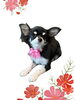「Dog salon mofu mofu　余市町」