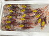 「魚魚市場鮮魚コーナーおすすめは「イサキ・天然鯛」です♪」