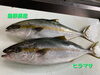 「◯本日のお刺身◯【島根県産】コシナガマグロ、ヒラマサ」