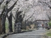 約700本の桜トンネル レンタサイクルがお勧め まほろばの緑道 お花見するならここ 米沢市 南陽市 東置賜郡高畠町 東置賜郡川西町の桜特集 まいぷれ 米沢